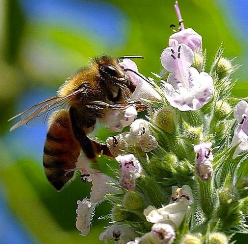 Pollinating_bees